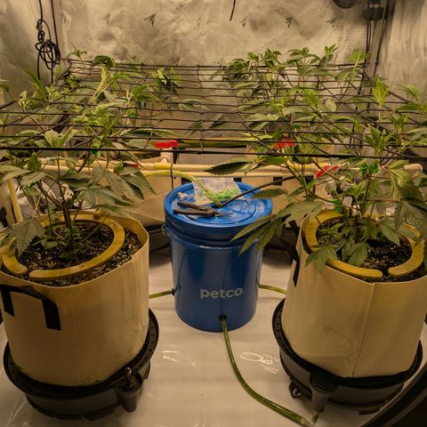 Dosido Cookies #8 growlog timeline photo