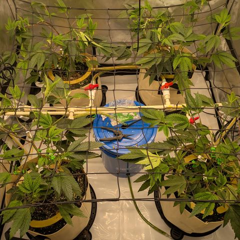 Dosido Cookies #8 growlog timeline photo