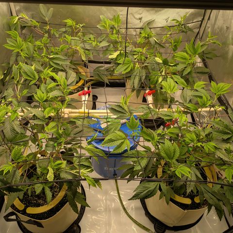 Dosido Cookies #8 growlog timeline photo
