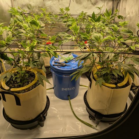 Dosido Cookies #8 growlog timeline photo