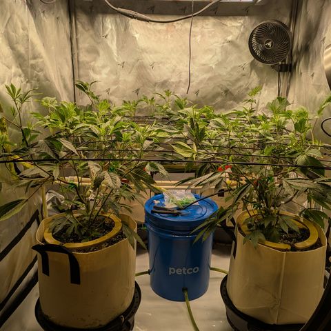 Dosido Cookies #8 growlog timeline photo