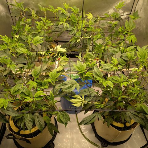 Dosido Cookies #8 growlog timeline photo