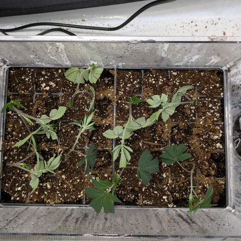 Dosido Cookies #9 growlog timeline photo
