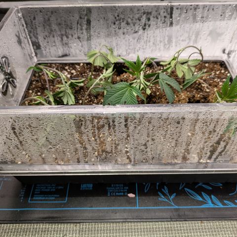 Dosido Cookies #9 growlog timeline photo