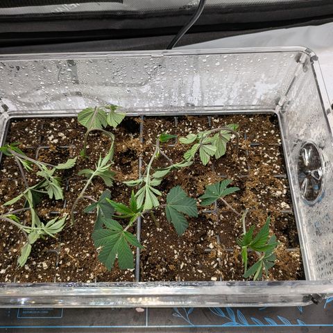Dosido Cookies #9 growlog timeline photo