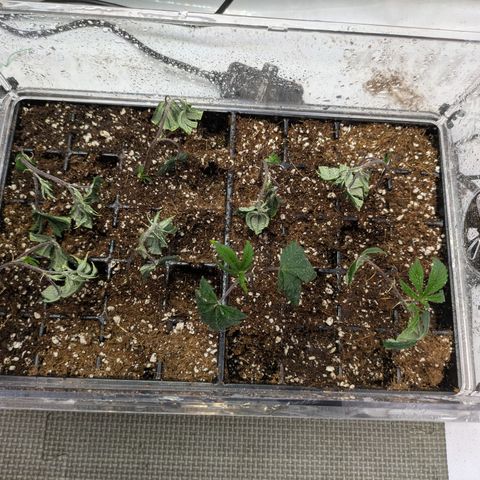 Dosido Cookies #9 growlog timeline photo