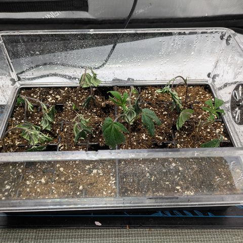 Dosido Cookies #9 growlog timeline photo