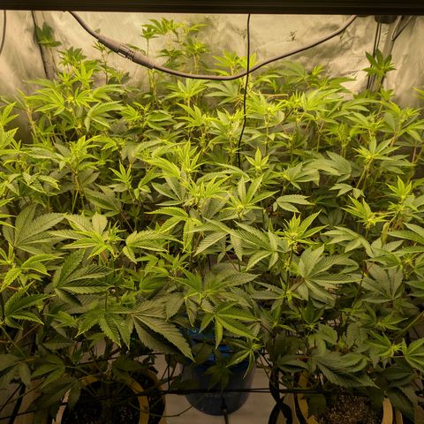 Dosido Cookies #8 growlog timeline photo