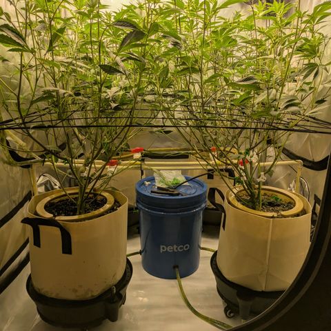 Dosido Cookies #8 growlog timeline photo
