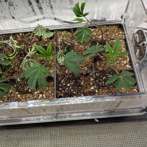 Dosido Cookies #9 growlog timeline photo