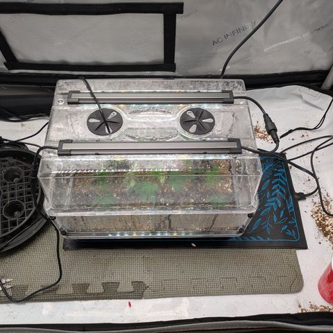 Dosido Cookies #9 growlog timeline photo