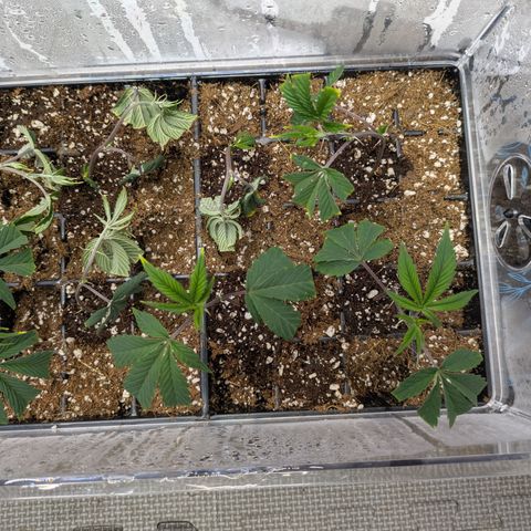 Dosido Cookies #9 growlog timeline photo