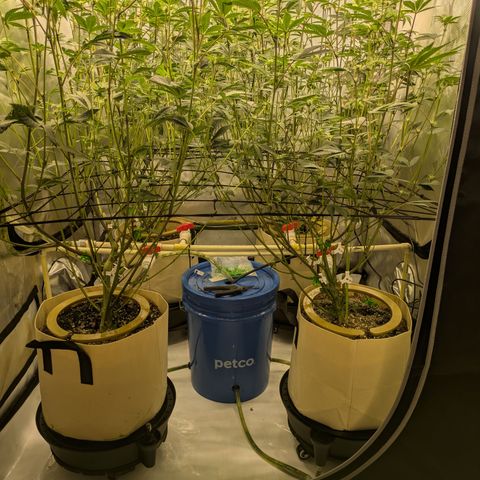 Dosido Cookies #8 growlog timeline photo