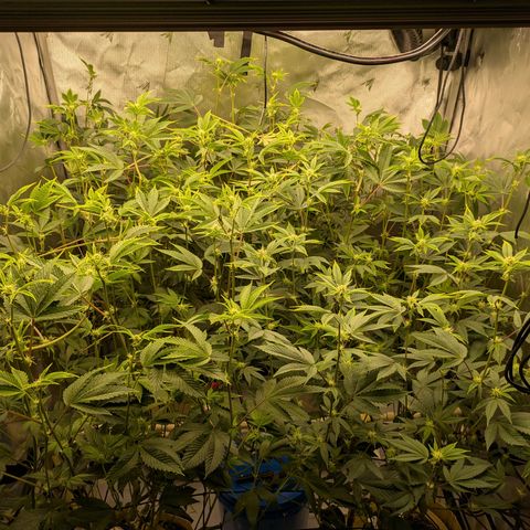 Dosido Cookies #8 growlog timeline photo