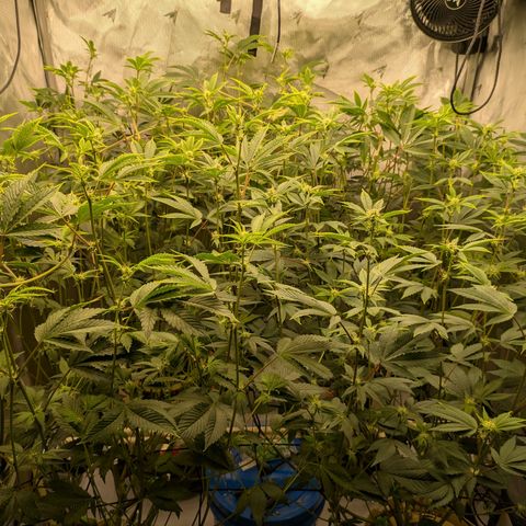 Dosido Cookies #8 growlog timeline photo