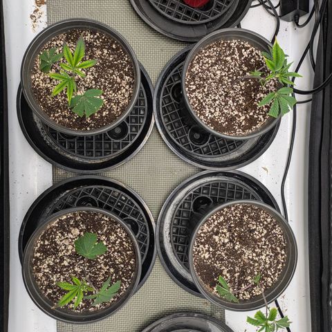 Dosido Cookies #9 growlog timeline photo