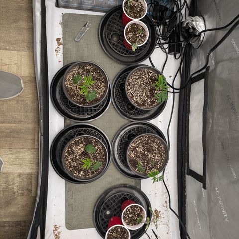 Dosido Cookies #9 growlog timeline photo