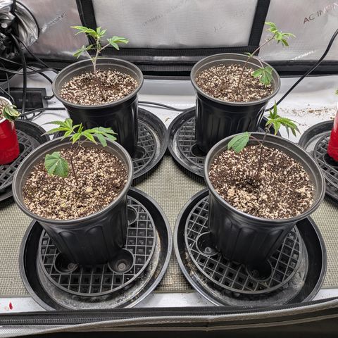 Dosido Cookies #9 growlog timeline photo