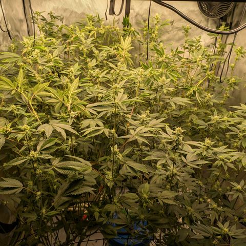 Dosido Cookies #8 growlog timeline photo