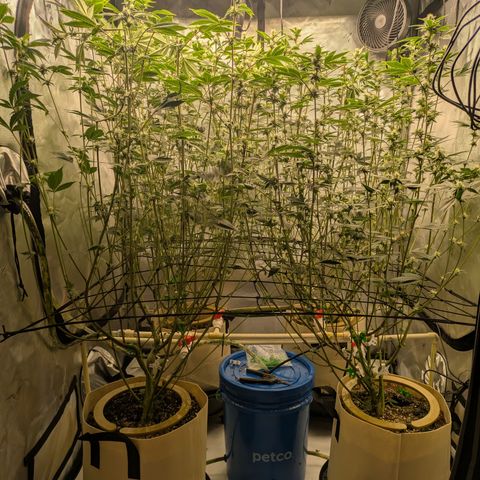 Dosido Cookies #8 growlog timeline photo