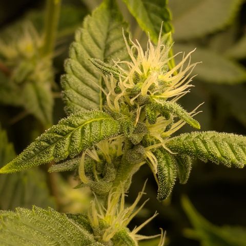 Dosido Cookies #8 growlog timeline photo