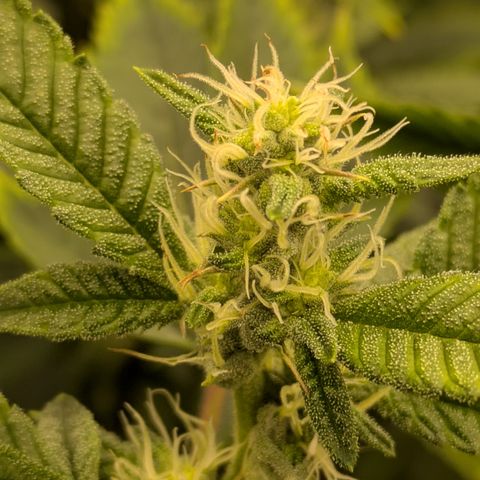 Dosido Cookies #8 growlog timeline photo