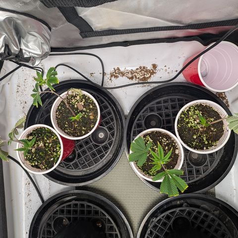 Dosido Cookies #9 growlog timeline photo