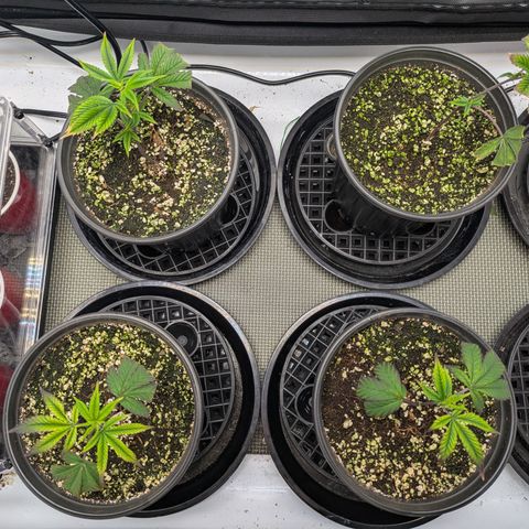 Dosido Cookies #9 growlog timeline photo