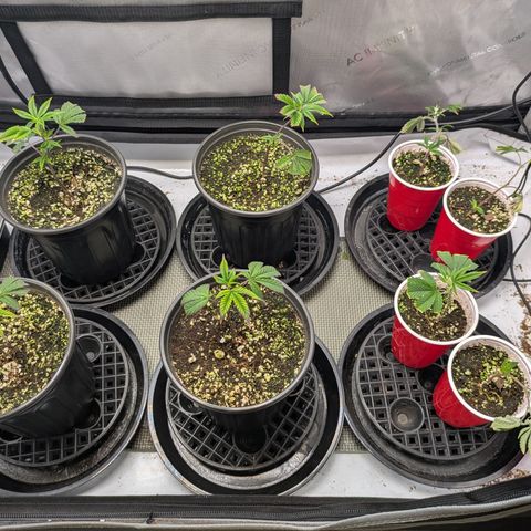 Dosido Cookies #9 growlog timeline photo