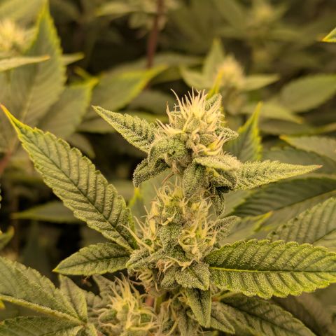 Dosido Cookies #8 growlog timeline photo