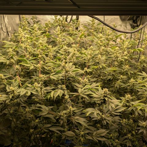 Dosido Cookies #8 growlog timeline photo