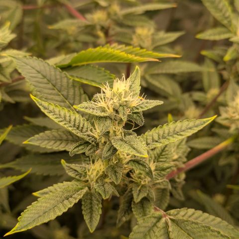 Dosido Cookies #8 growlog timeline photo