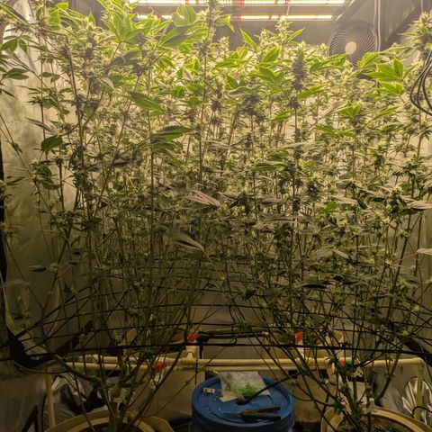 Dosido Cookies #8 growlog timeline photo