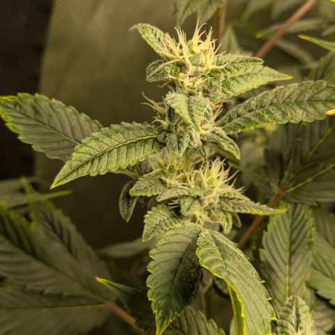 Dosido Cookies #8 growlog timeline photo