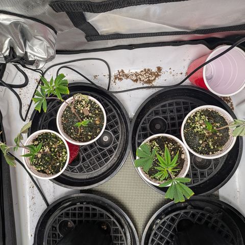 Dosido Cookies #9 growlog timeline photo