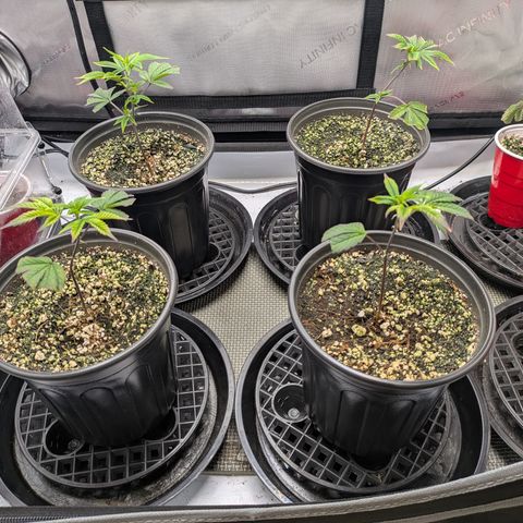Dosido Cookies #9 growlog timeline photo