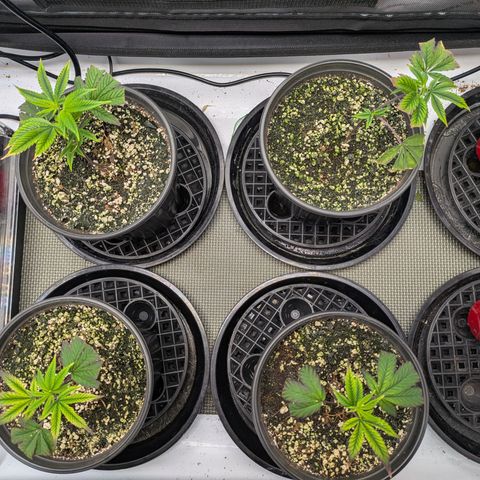 Dosido Cookies #9 growlog timeline photo