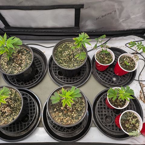 Dosido Cookies #9 growlog timeline photo
