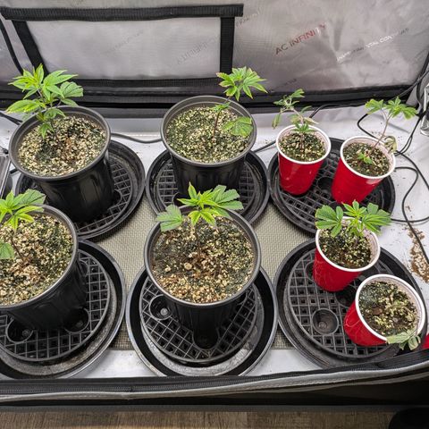 Dosido Cookies #9 growlog timeline photo