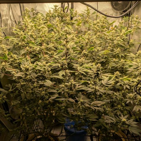 Dosido Cookies #8 growlog timeline photo