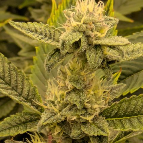 Dosido Cookies #8 growlog timeline photo