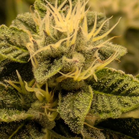 Dosido Cookies #8 growlog timeline photo