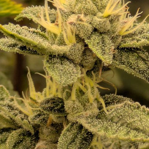 Dosido Cookies #8 growlog timeline photo