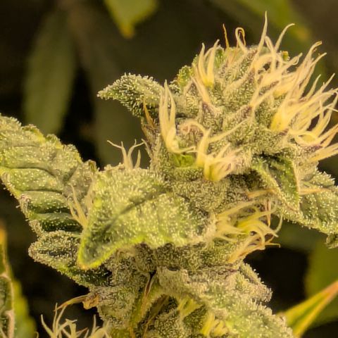 Dosido Cookies #8 growlog timeline photo