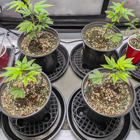 Dosido Cookies #9 growlog timeline photo