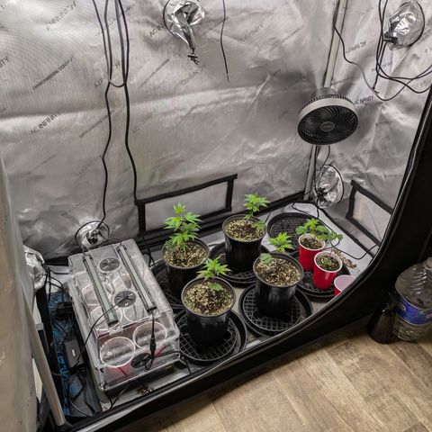 Dosido Cookies #9 growlog timeline photo