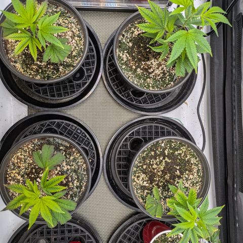 Dosido Cookies #9 growlog timeline photo