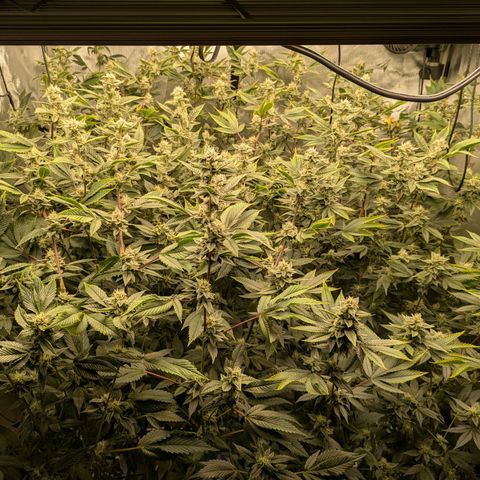 Dosido Cookies #8 growlog timeline photo