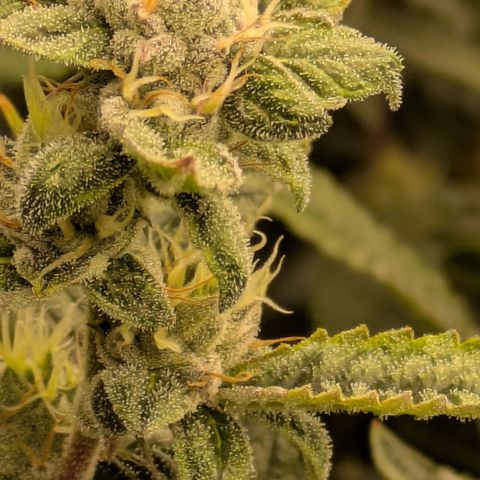 Dosido Cookies #8 growlog timeline photo