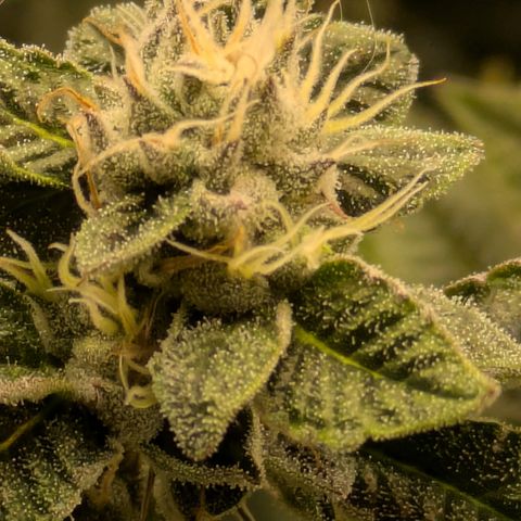 Dosido Cookies #8 growlog timeline photo